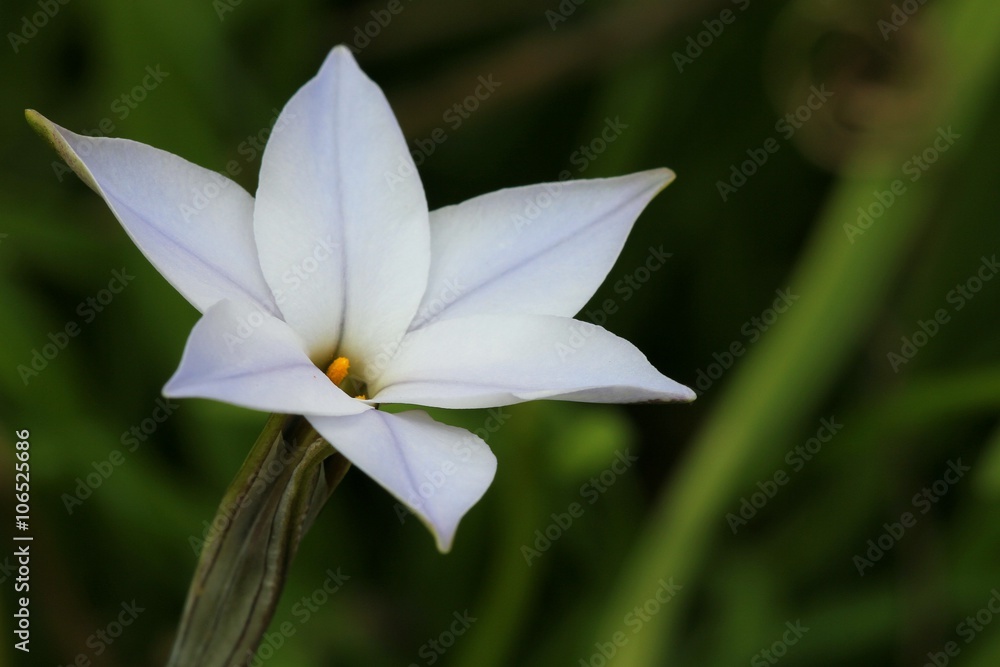 Obraz premium ipheion uniflorum