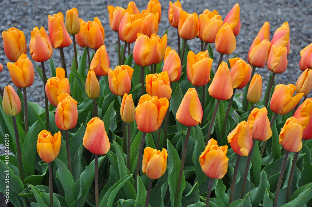 Beatiful orange tulips in spring Beatiful orange tulips in spring