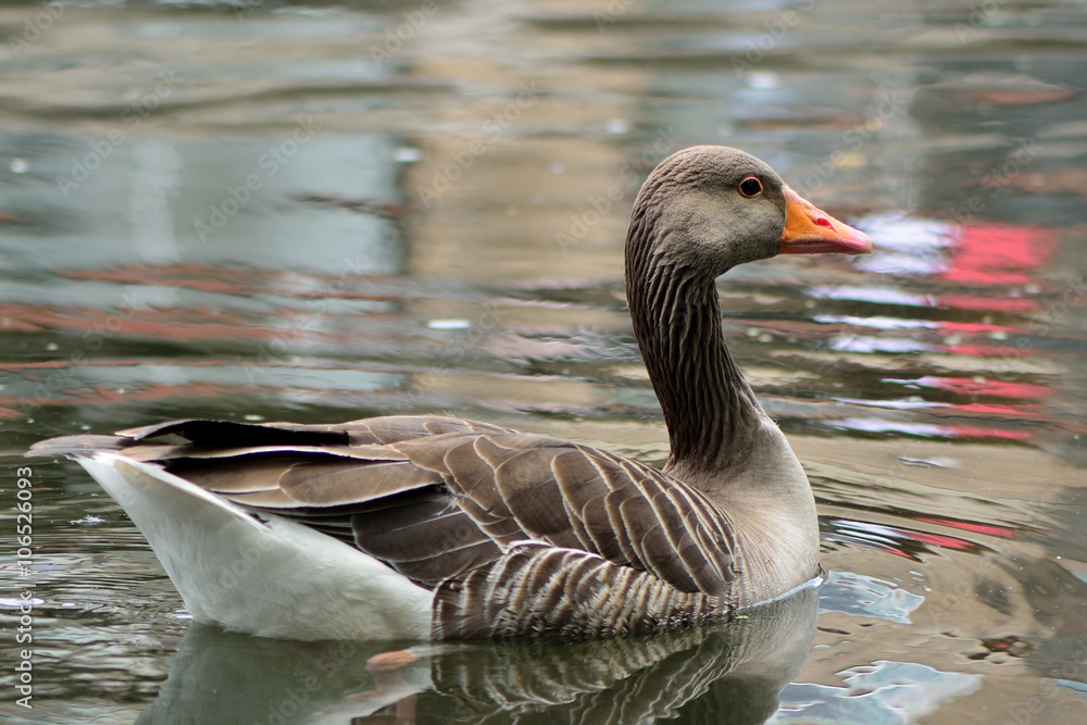 Greylag goose (Anser anser) swimming. Ancestor of the domestic goose in the family Anatidae, on water Greylag goose (Anser anser) swimming. Ancestor of the domestic goose in the family Anatidae, on water