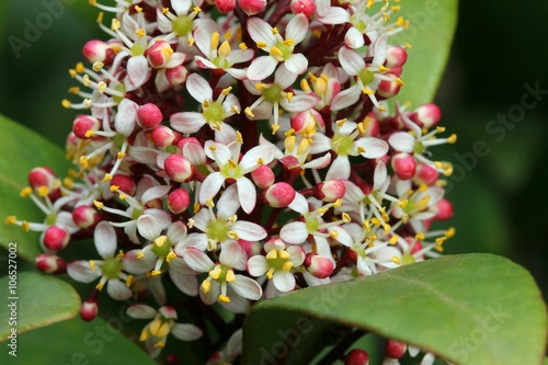 Skimmia japonica