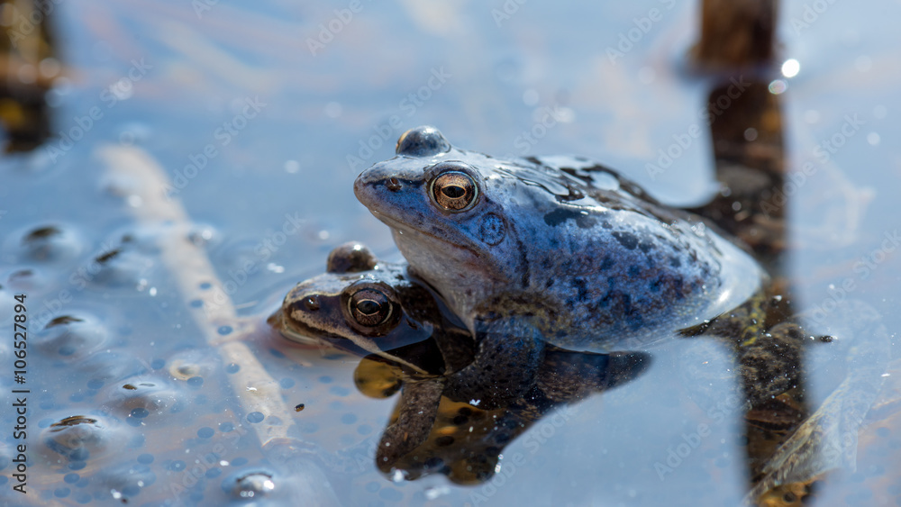 Moorfrosch (Rana arvalis) in blauer Färbung zur Paarungszeit Moorfrosch (Rana arvalis) in blauer Färbung zur Paarungszeit