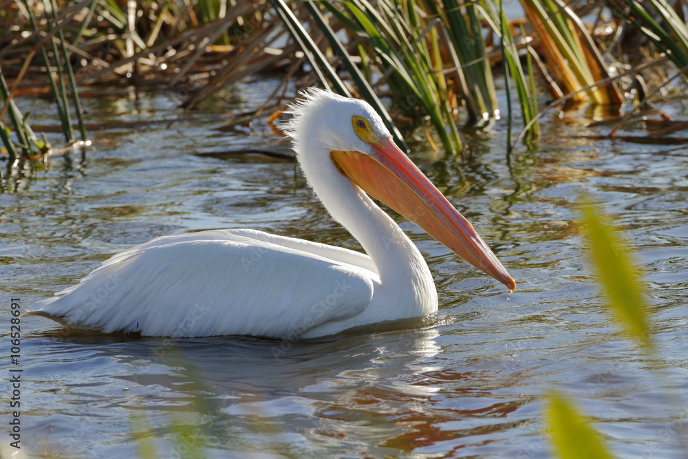 American White Pelican Foraging in a Florida Wetland