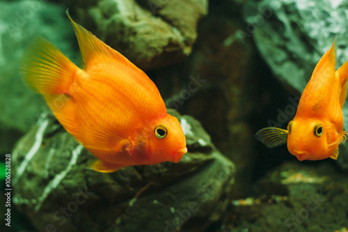 Aquarium fish - Red Parrot Cichlid