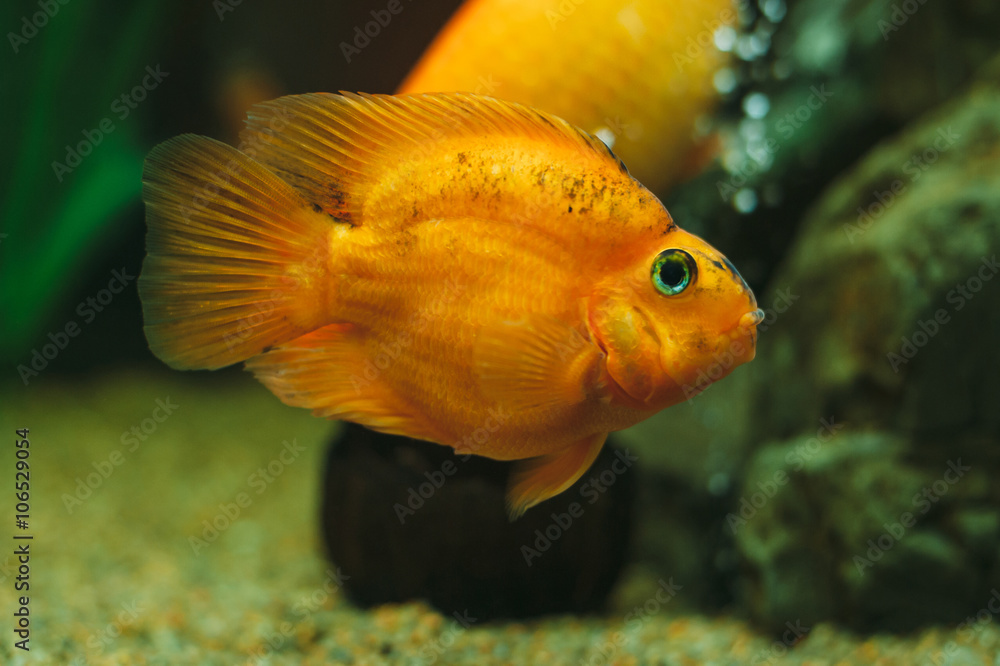 Aquarium fish - Red Parrot Cichlid Aquarium fish - Red Parrot Cichlid