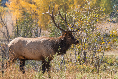 Bull Elk in Fall Rut