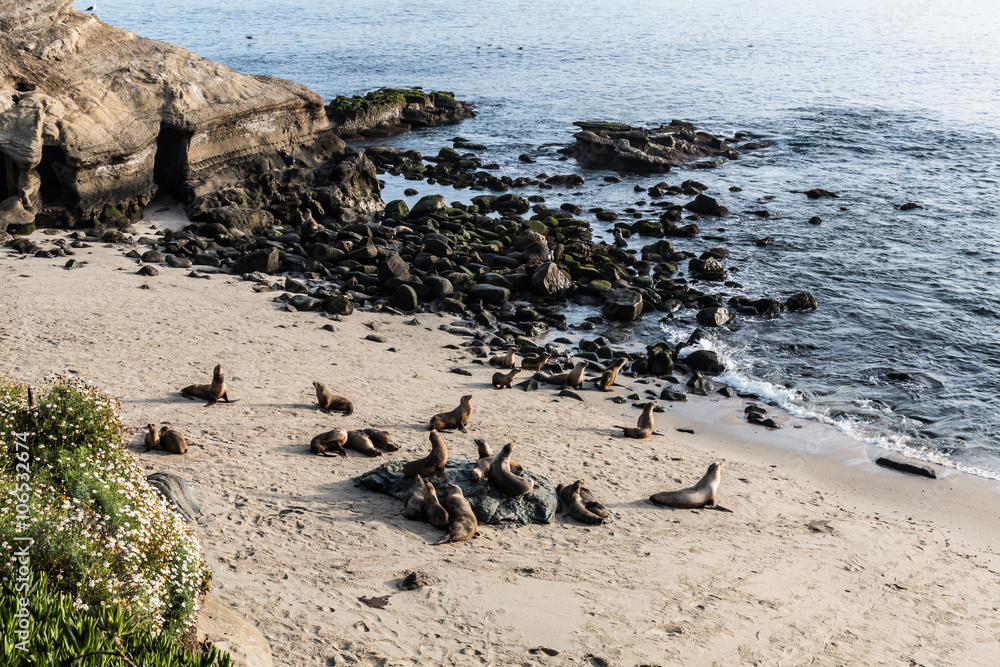 Seals on the beach in front of the ocean, rocks and cliffs at La Jolla Cove in La Jolla, California. Seals on the beach in front of the ocean, rocks and cliffs at La Jolla Cove in La Jolla, California.