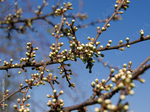 Blackthorn flower buds