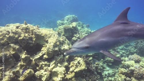 Dolphins Swims Near Divers