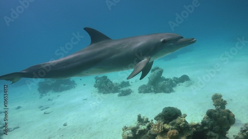 Dolphins Swims Near Divers