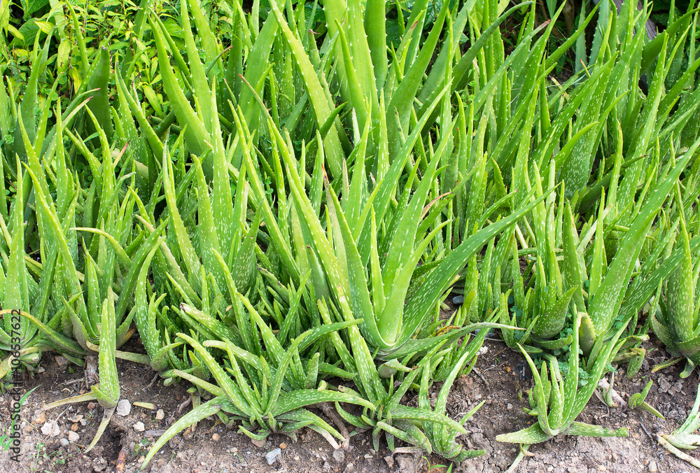 Obraz premium Aloe Vera Plant