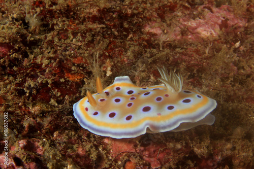 Nudibranch chromodoris sea slug