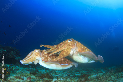 Pair Cuttlefish sex mating