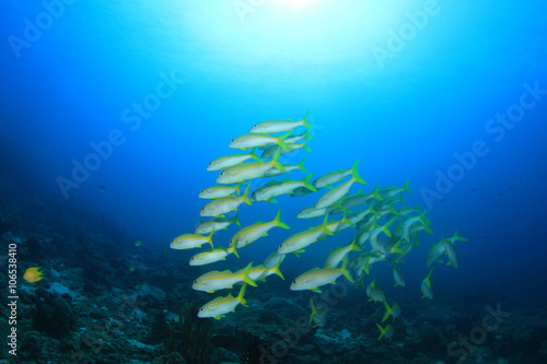 School of fish on coral reef (Yellowfin Goatfish)