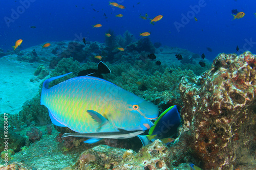 Parrotfish fish on underwater coral reef © Richard Carey