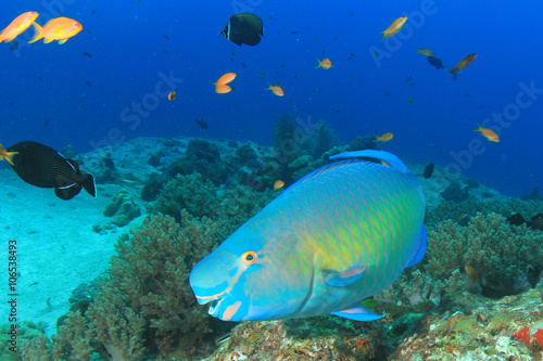 Parrotfish fish on underwater coral reef