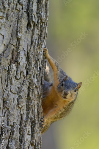 Comical Squirrel Hanging on side of tree -- soft Green Background Portrait