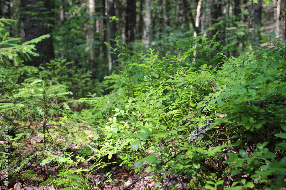 Blueberries in forest Blueberries in forest