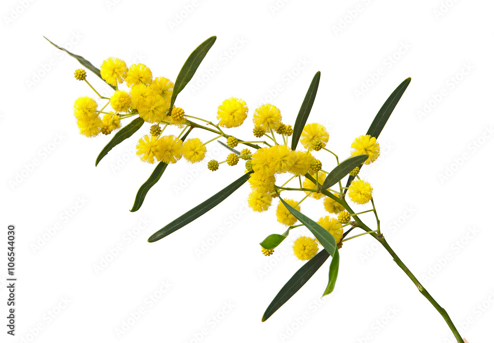 Fototapeta premium Close up of Acacia saligna