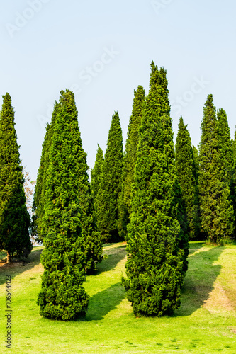 pine tree in chiangmai