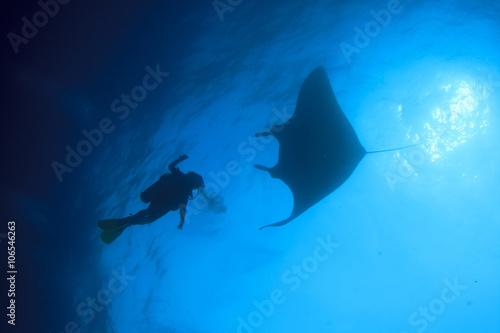Manta Ray and scuba divers