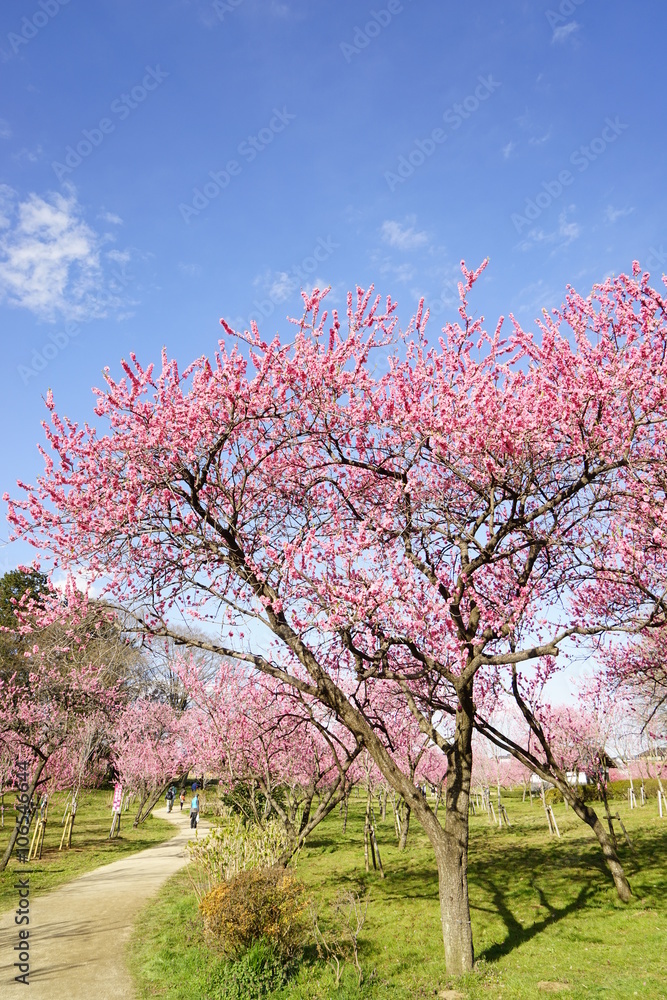 桃の花