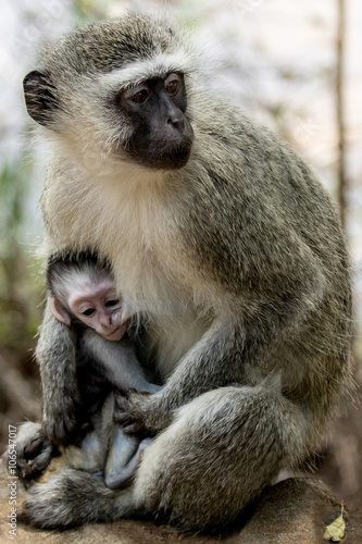 Vervet Monkey (Chlorocebus pygerythus) feeding baby, Kruger National Park