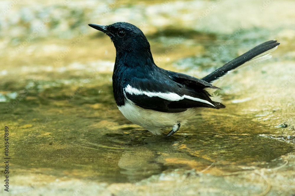 Fototapeta premium The Oriental Magpie Robin.