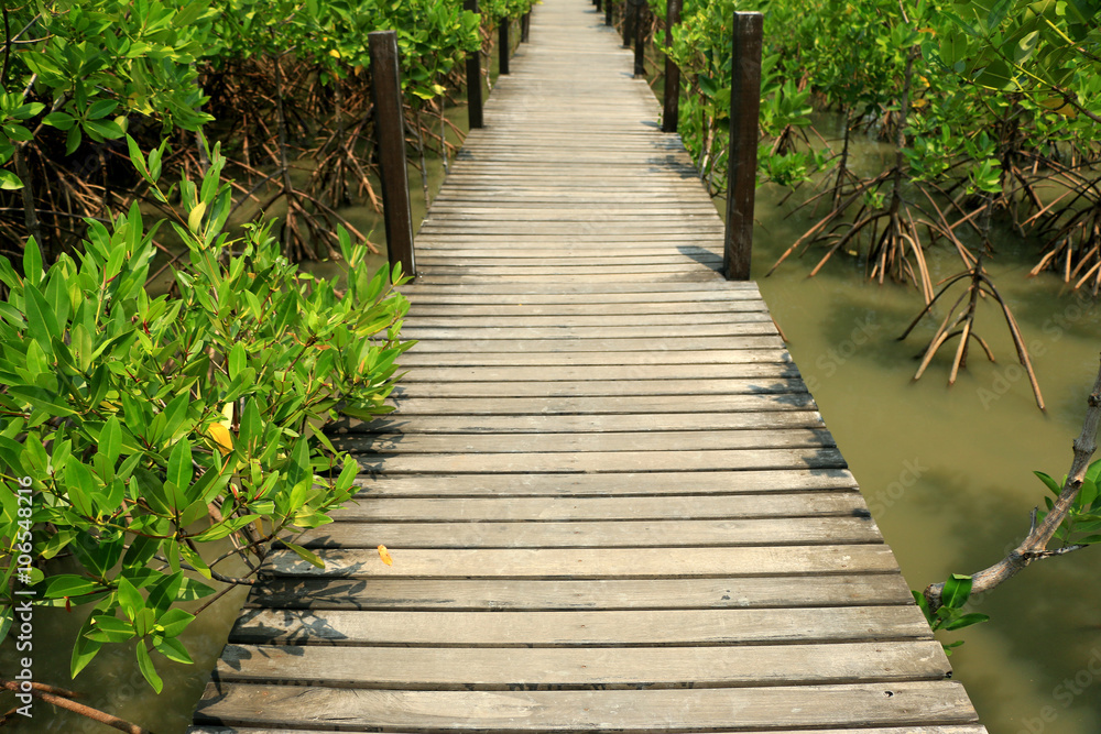 Footpath on the mangrove forest