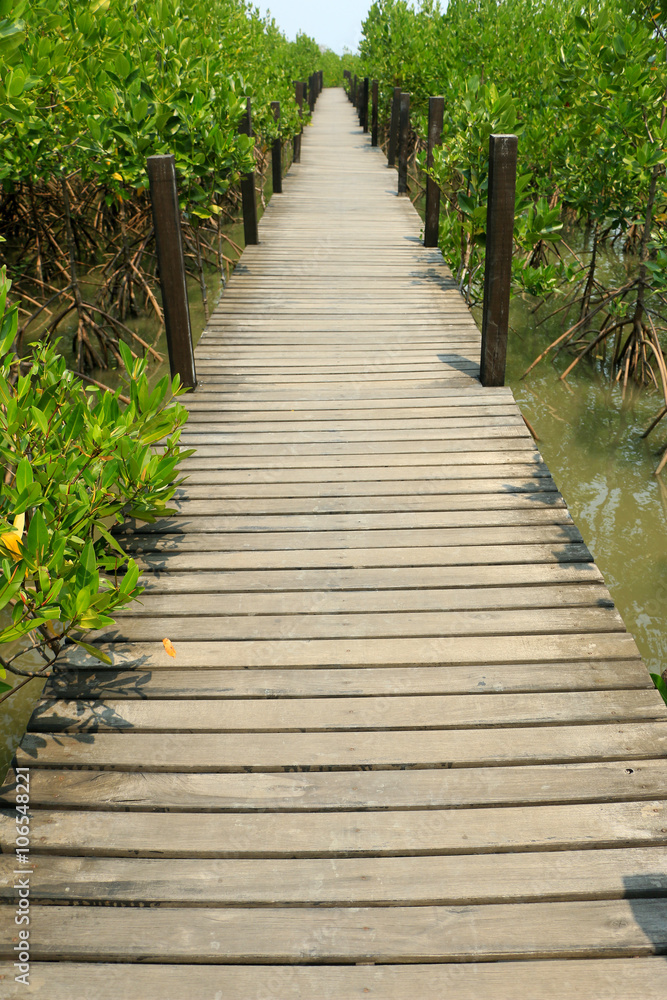 Footpath on the mangrove forest Footpath on the mangrove forest