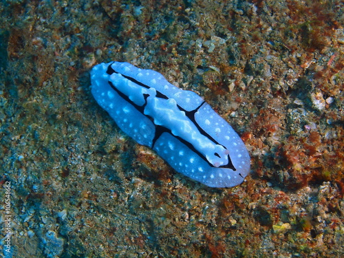 Foto True sea slug, Island Bali