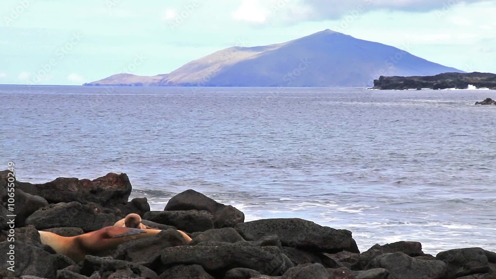 Galapagos sea lions resting on rocks at Chinese Hat island in Galapagos National Park, Ecuador