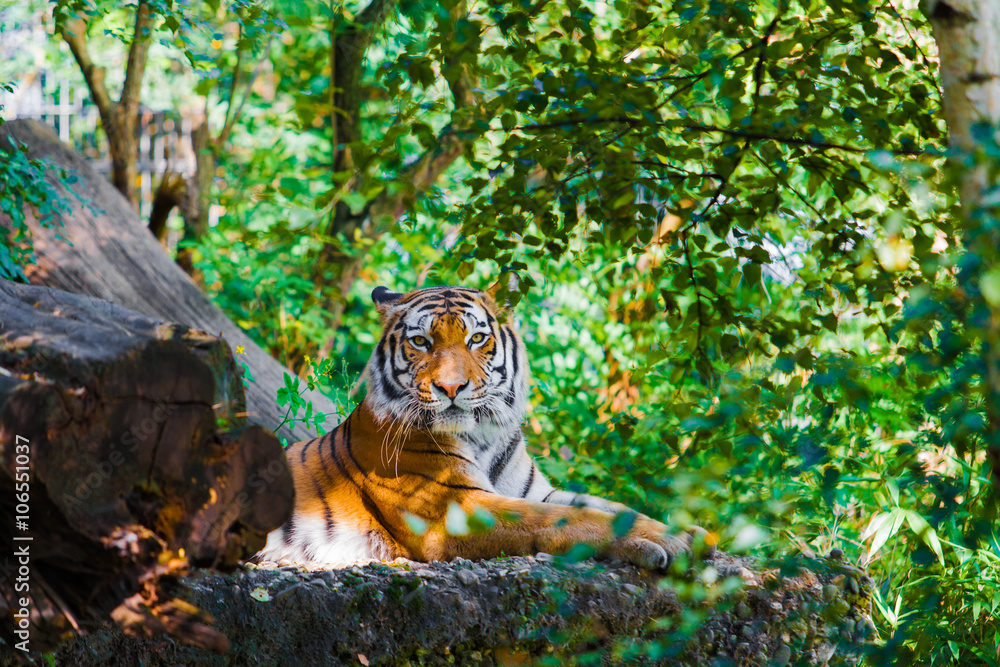 Tiger in forest Tiger in forest