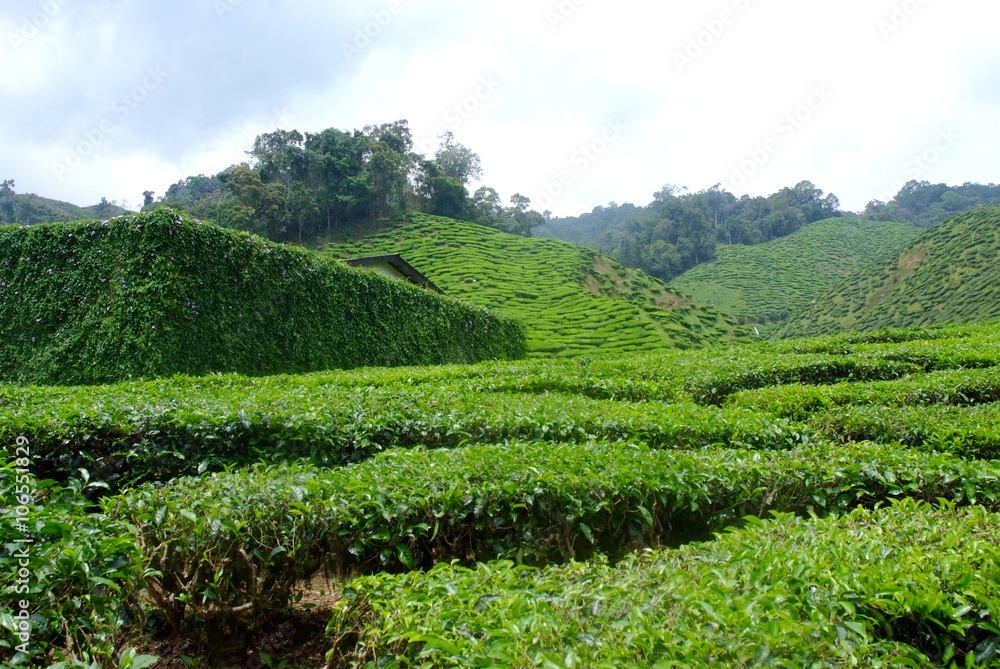 tea plantations tea plantations