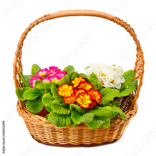 primrose in a basket isolated on white background