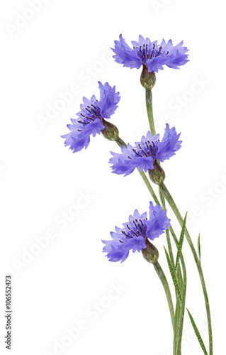 Fototapeta Naklejka Na Ścianę i Meble -  Blue cornflower