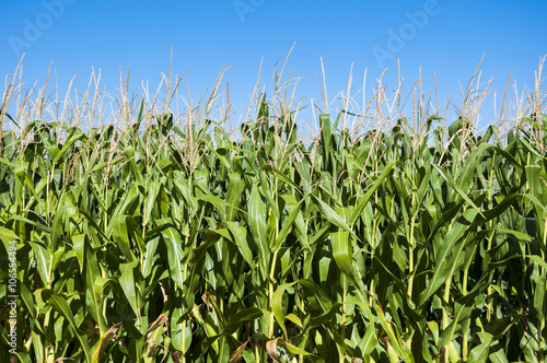 Cornfields in the plain of the River Esla, in Leon Province, Spain