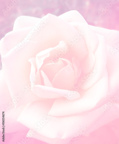 Close up leaves and pollen rose flower with pink color filter