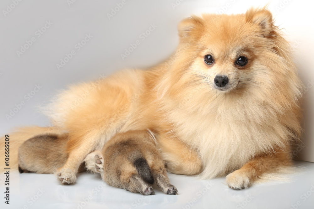 Mom spitz with puppies