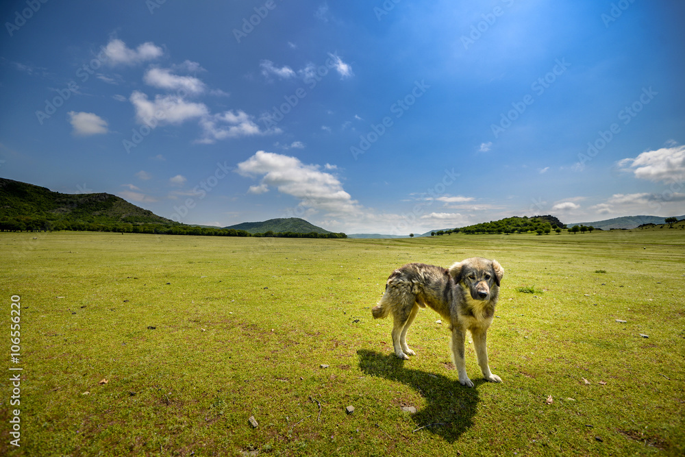 Naklejka premium Dog that looks directly into the camera in the wild