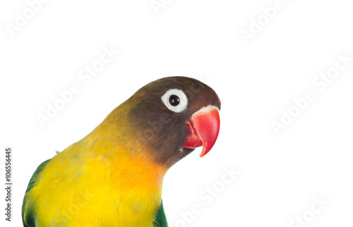 Slika na platnu Nice parrot with red beak and yellow and green plumage