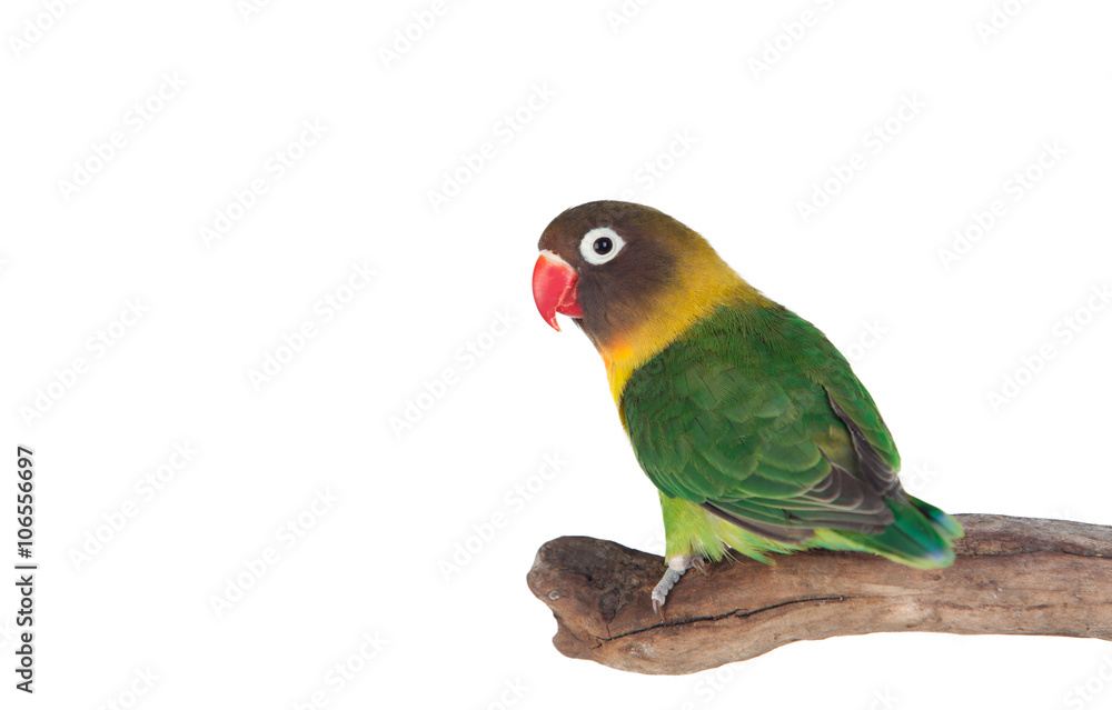 Fototapeta premium Nice parrot with red beak and yellow and green plumage