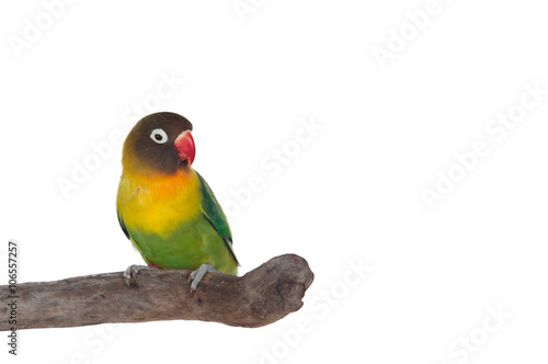 Nice parrot with red beak and yellow and green plumage
