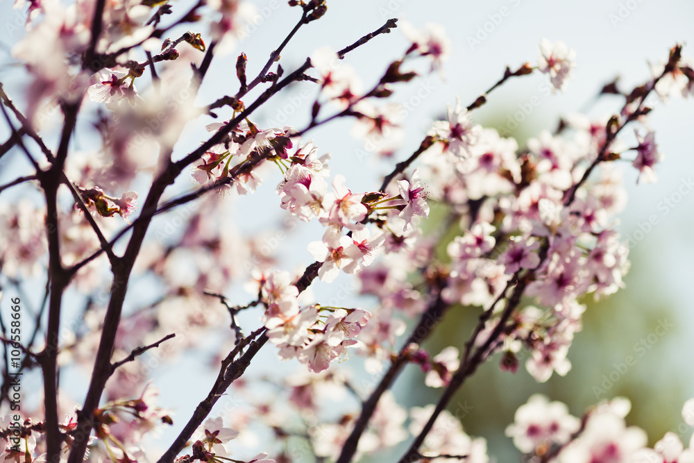 A blooming branch of apple tree in spring A blooming branch of apple tree in spring