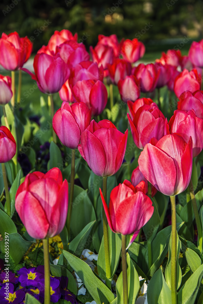 red tulips red tulips
