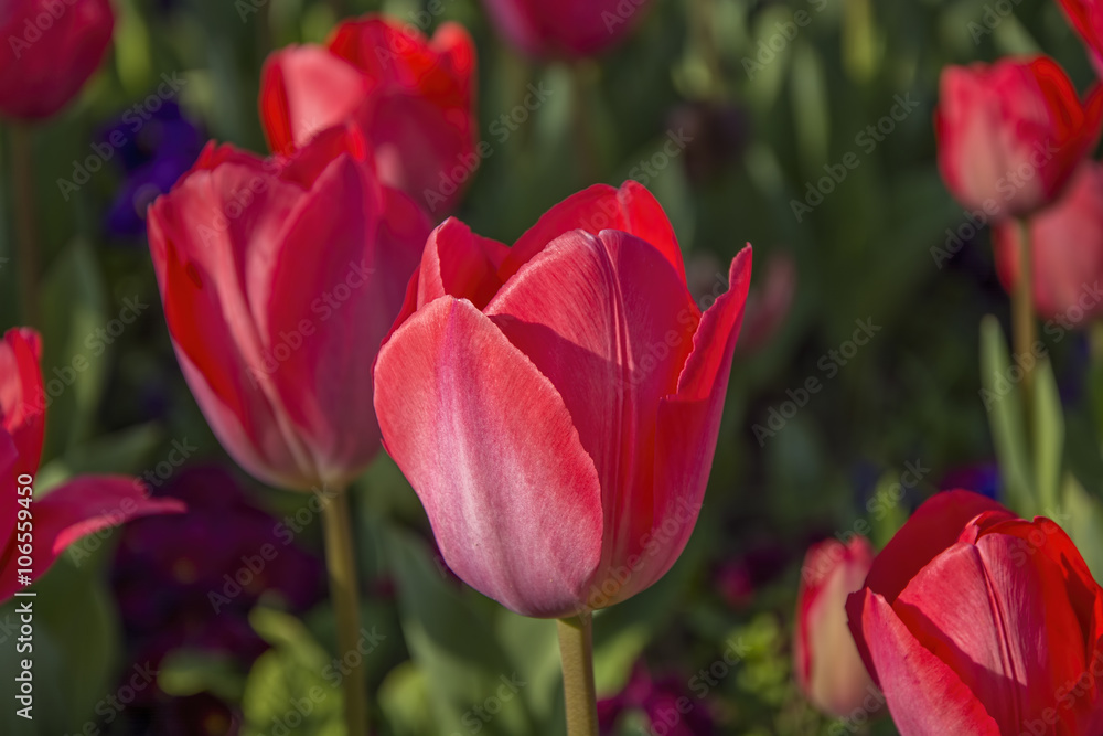 red tulips