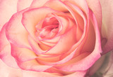 fresh pale pink rose