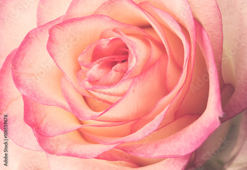 fresh pale pink rose