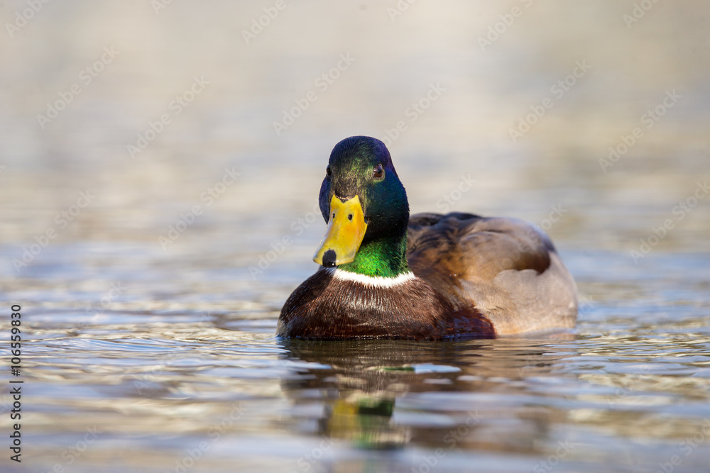 Cute duck Cute duck