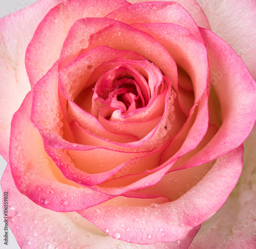 fresh pale pink rose