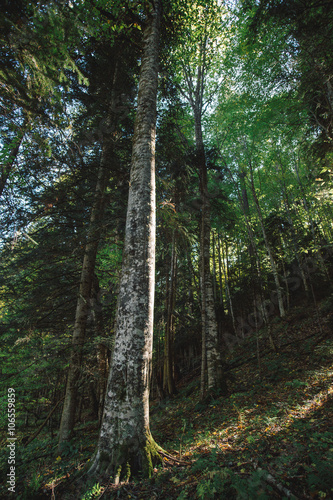 high coniferous trees in a forest in the mountains in the Western Caucasus